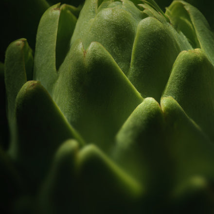 Plant-based & process-aware